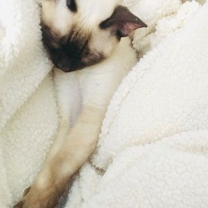 Meet your Posher, Kitty